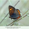 lycaena phlaeas talysh female